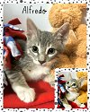 adoptable Cat in naples, FL named Alfredo