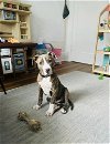 adoptable Dog in naples, FL named Hudson