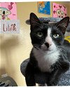 adoptable Cat in naples, FL named Lilith