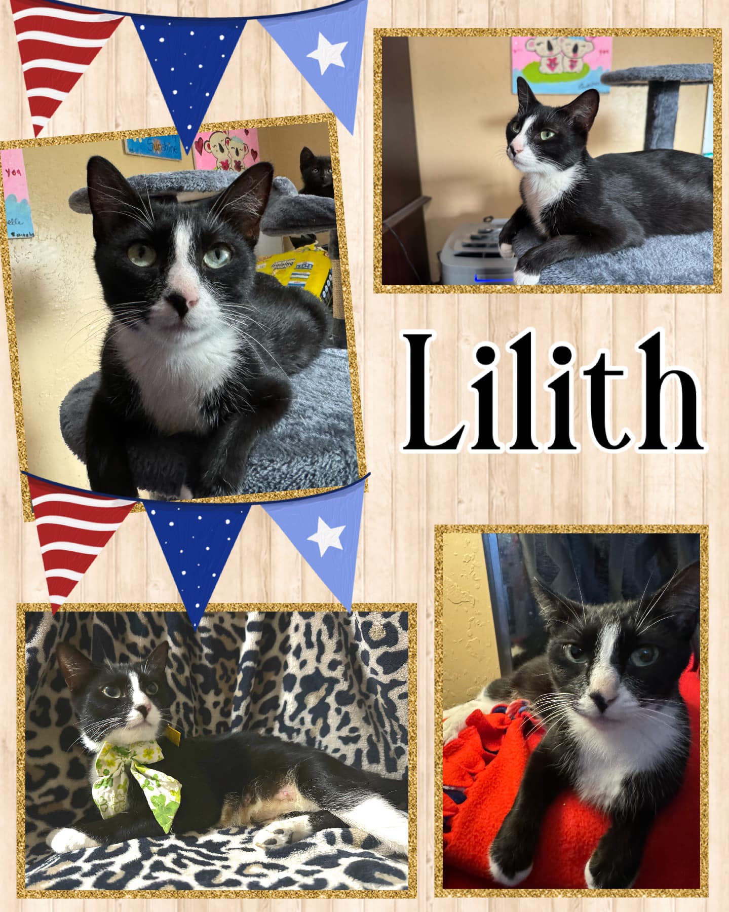 adoptable Cat in Naples, FL named Lilith