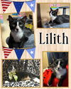 adoptable Cat in Naples, FL named Lilith