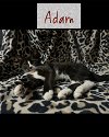 adoptable Cat in naples, FL named Adam