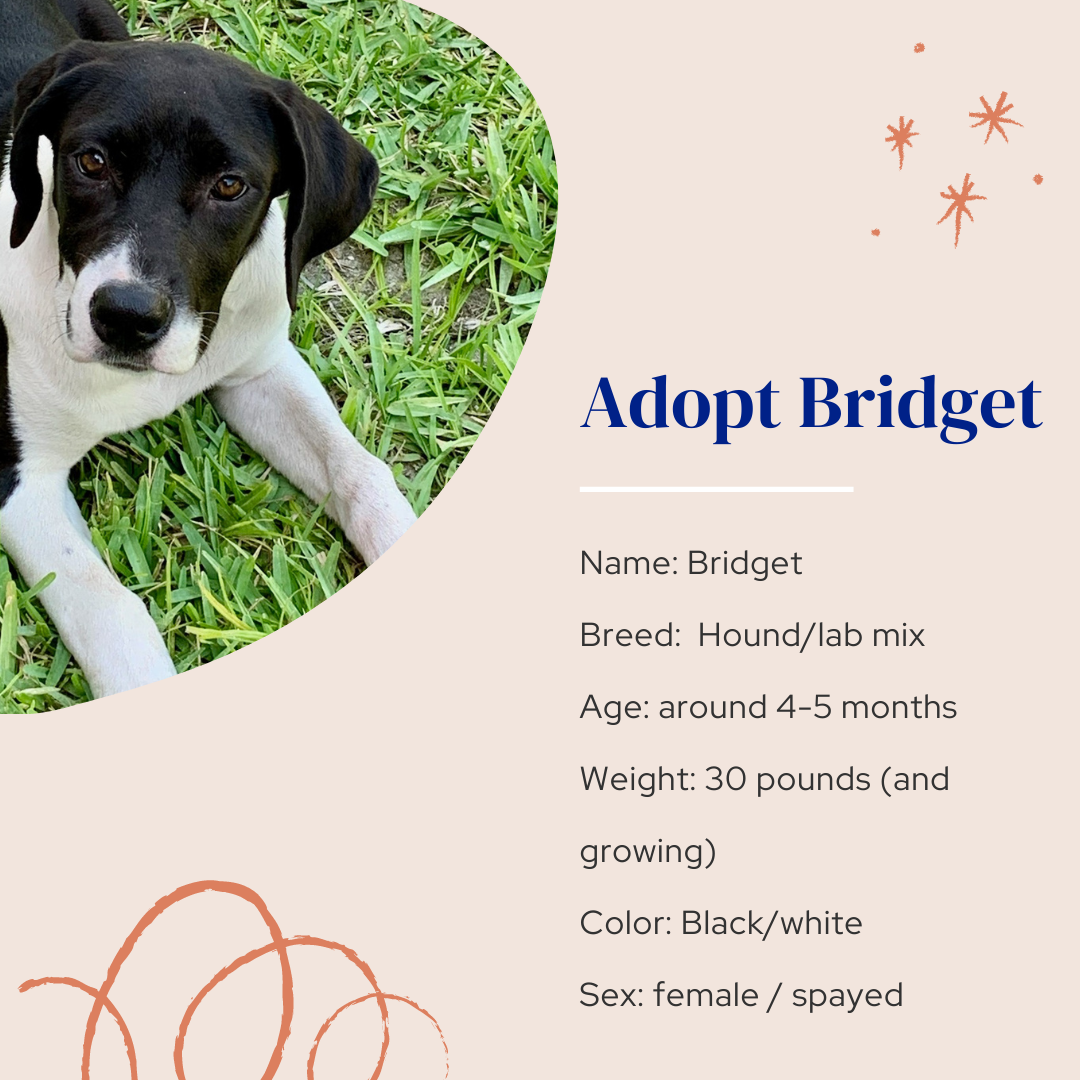 Dog adoption in Naples, FL 34116: Labrador Retriever / Mixed Dog 