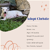 adoptable Dog in  named Christie
