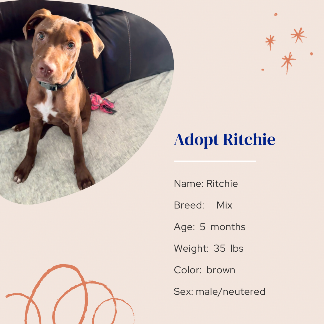 adoptable Dog in Naples, FL named Ritchie