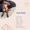 adoptable Dog in Naples, FL named Ritchie