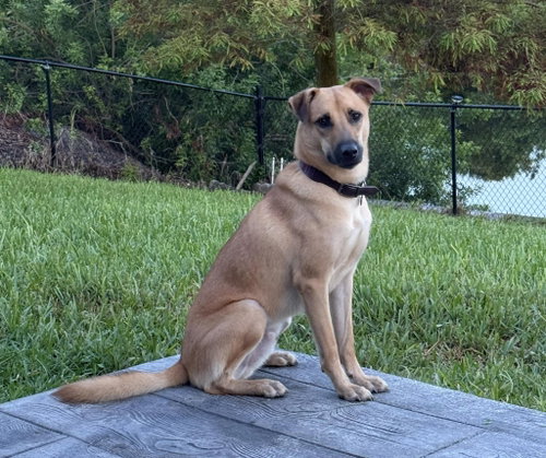 Karlen, an adoptable Unknown breed in Naples, FL