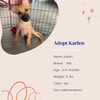 adoptable Dog in Naples, FL named Karlen