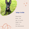 adoptable Dog in Naples, FL named Archie