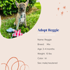 adoptable Dog in Naples, FL named Reggie