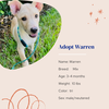 adoptable Dog in Naples, FL named Warren