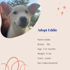 adoptable Dog in Naples, FL named Eddie