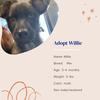 adoptable Dog in Naples, FL named Willie