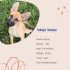 adoptable Dog in Naples, FL named Sonny