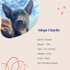 adoptable Dog in Naples, FL named Charlie