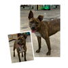 adoptable Dog in  named Frankie