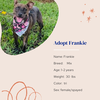 adoptable Dog in Naples, FL named Frankie