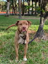 adoptable Dog in  named Tater
