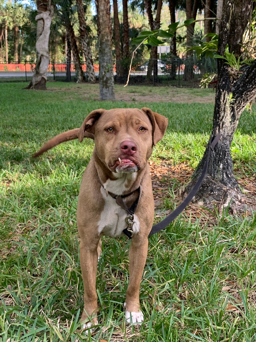 Tater