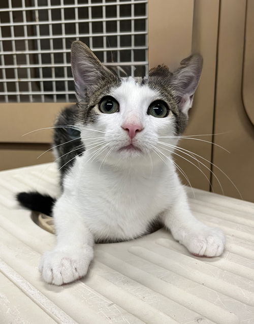 picture of the cat needing adoption