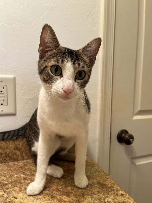 picture of the cat needing adoption