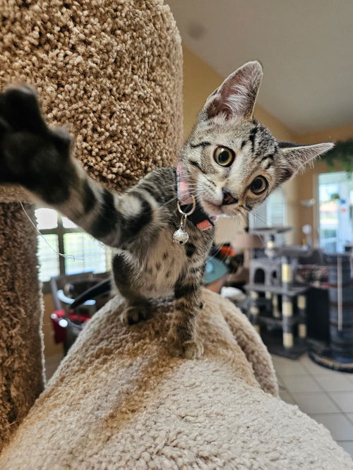 picture of the cat needing adoption