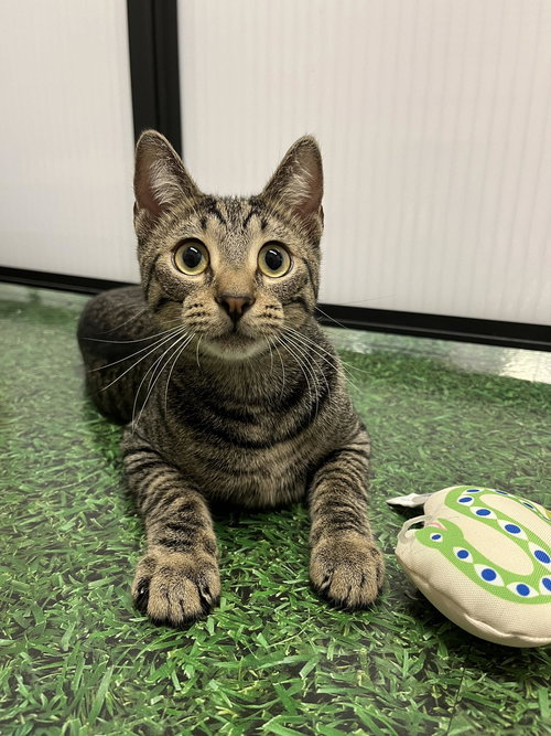 picture of the cat needing adoption