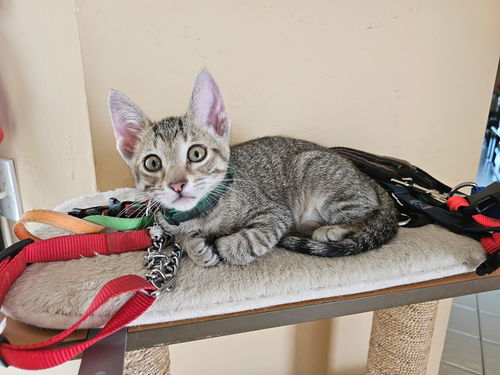 picture of the cat needing adoption