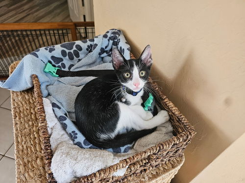 picture of the cat needing adoption
