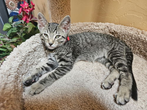 picture of the cat needing adoption