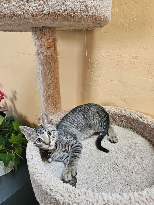 picture of the cat needing adoption