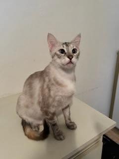 FROU FROU - Siamese available for adoption