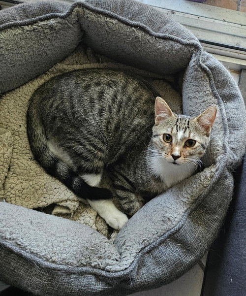 FABIAN - Tabby available for adoption