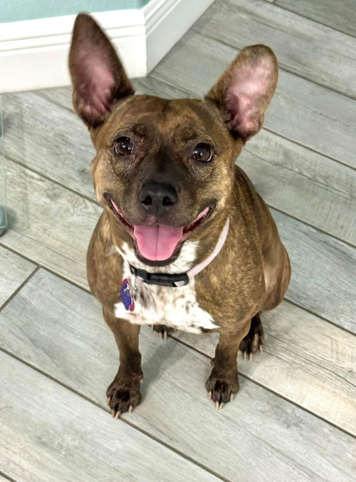 picture of the dog needing adoption