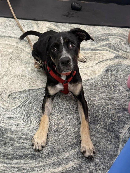 Addie, an adoptable Unknown breed in Naples, FL