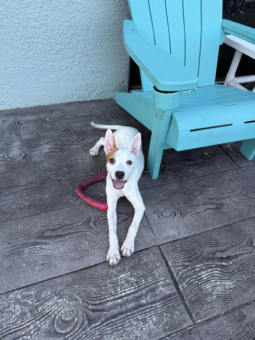 Flora, an adoptable Unknown breed in Naples, FL