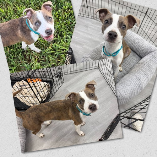 picture of the dog needing adoption
