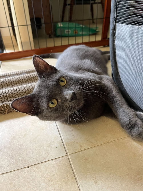 picture of the cat needing adoption