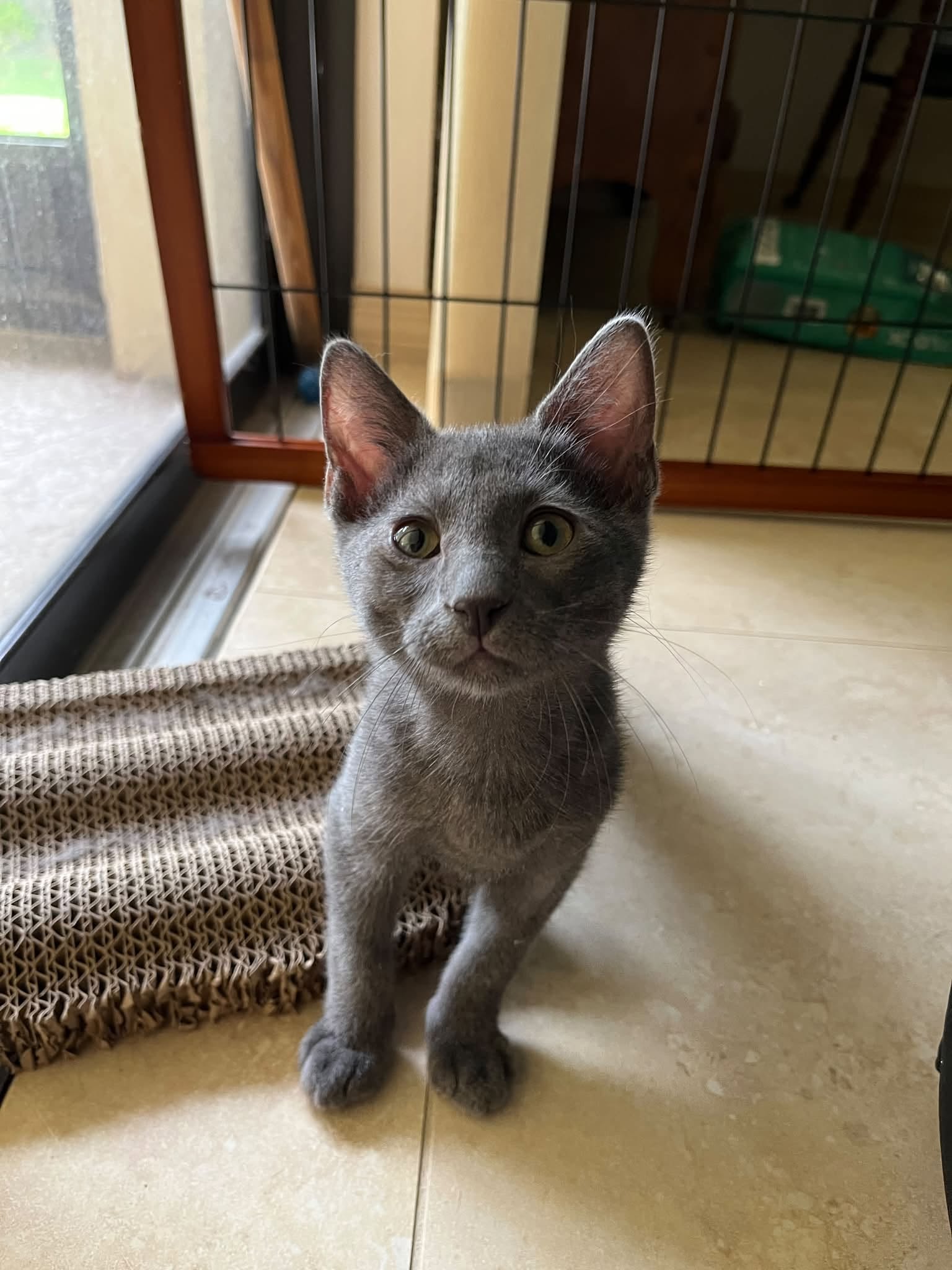 Giuseppe, Domestic Short Hair