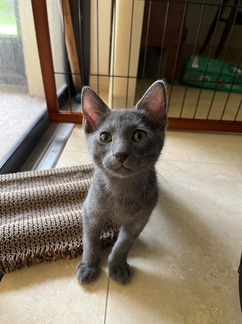 picture of the cat needing adoption