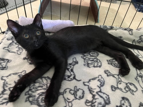 picture of the cat needing adoption