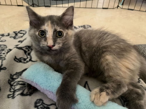 picture of the cat needing adoption