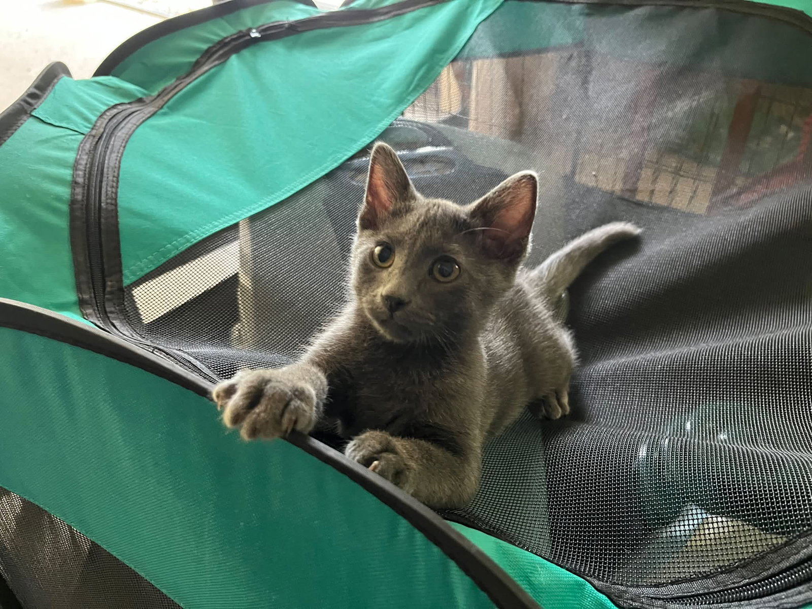 GusGus, Domestic Short Hair