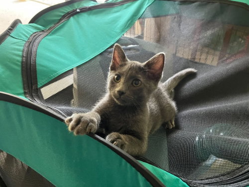 picture of the cat needing adoption