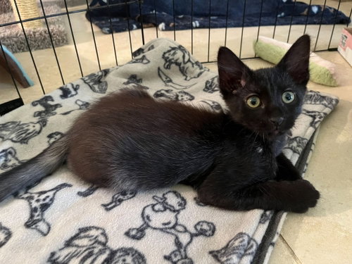 picture of the cat needing adoption
