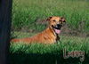 adoptable Dog in Livingston, LA named Larry