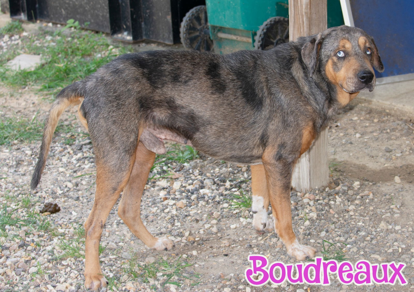 adoptable Dog in Livingston, LA named Boudreaux