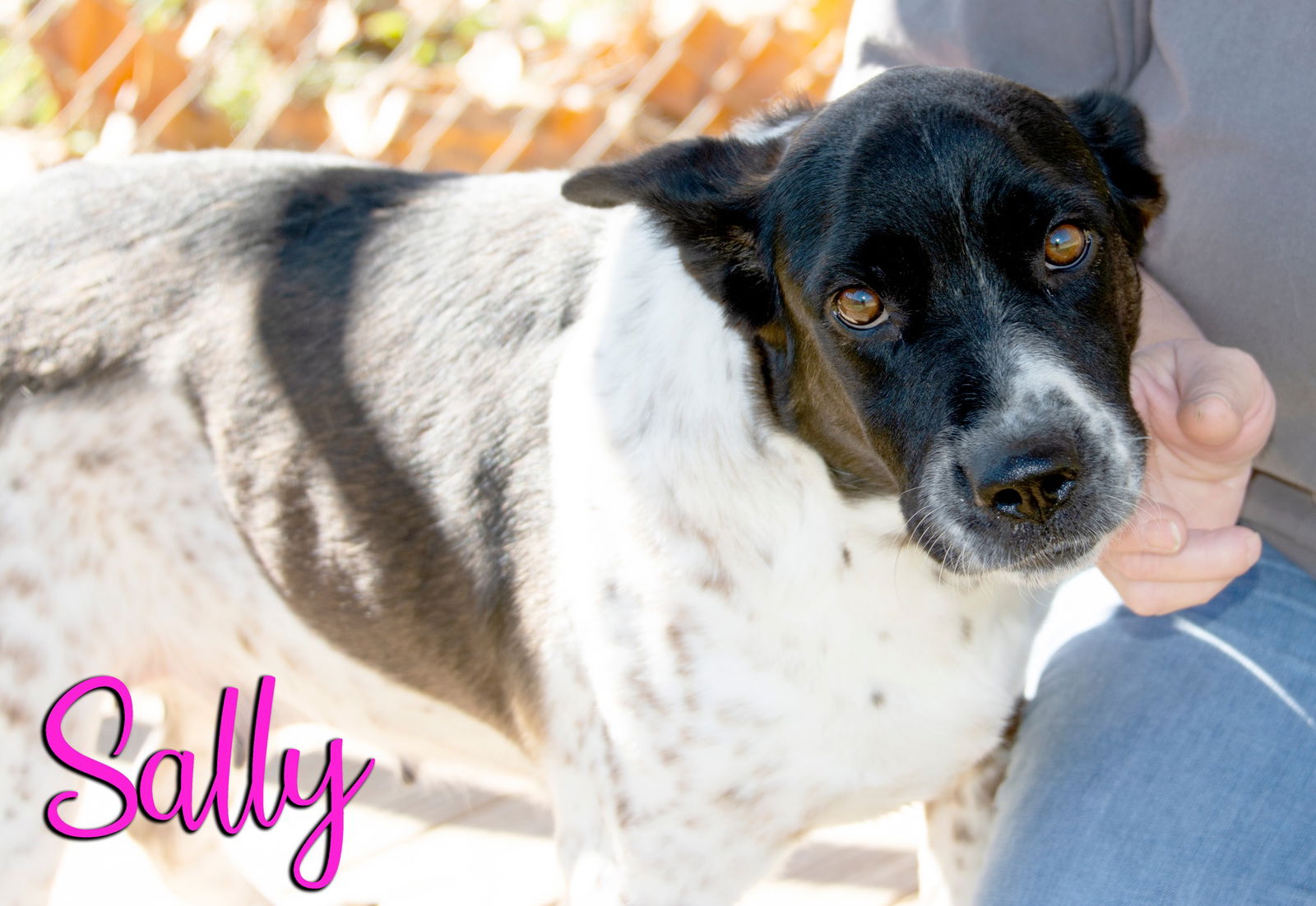 adoptable Dog in Livingston, LA named Sally