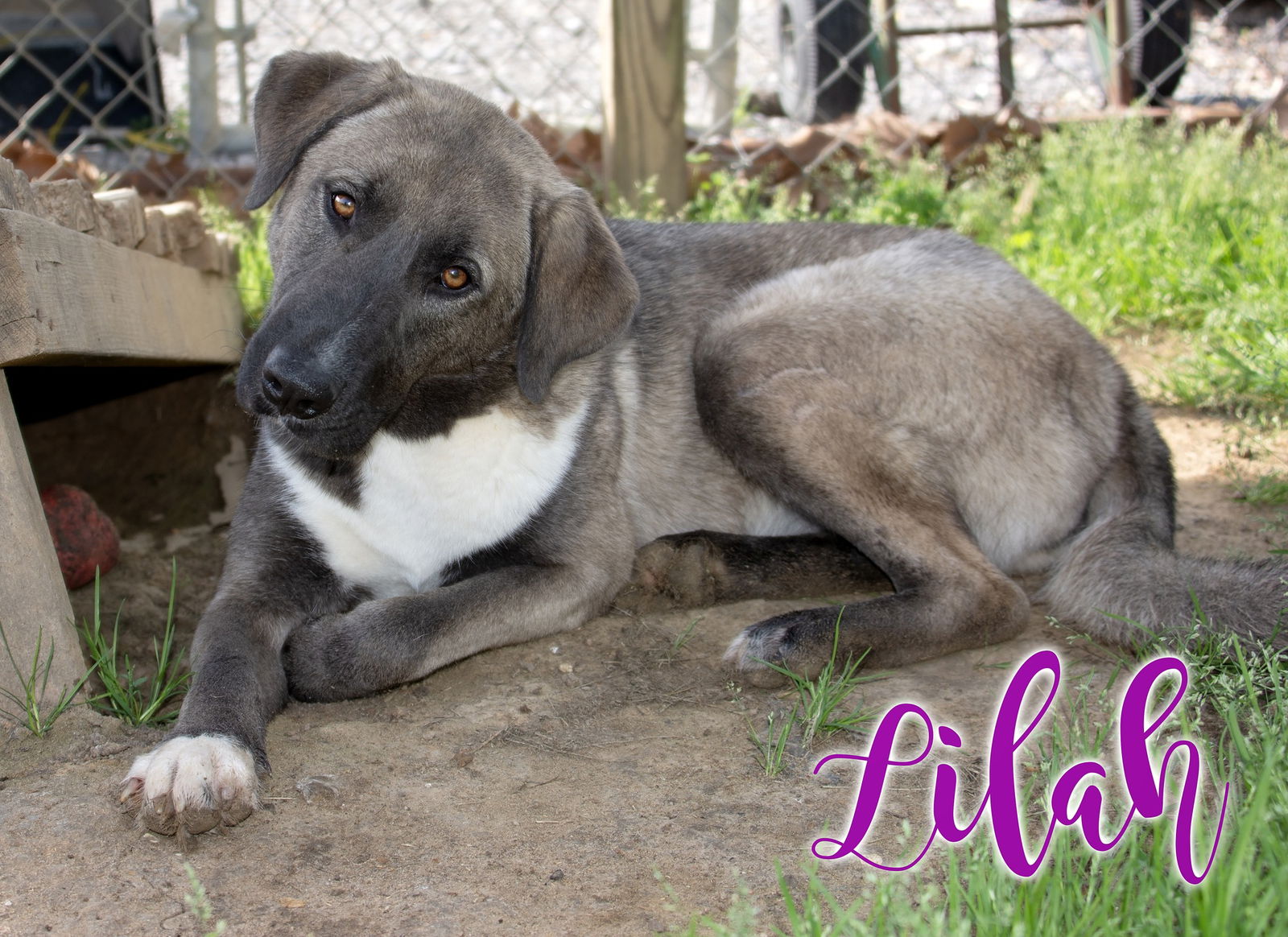 adoptable Dog in Livingston, LA named Lilah