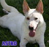 adoptable Dog in Livingston, LA named Astro